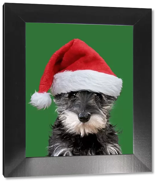 13131253. Schnauzer Dog, puppy wearing Christmas hat Date