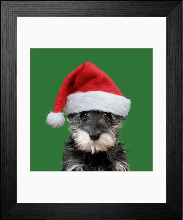 Framed Print : 13131253. Schnauzer Dog, puppy wearing Christmas hat Date Framed Print : 13131253. Schnauzer Dog, puppy wearing Christmas hat Date