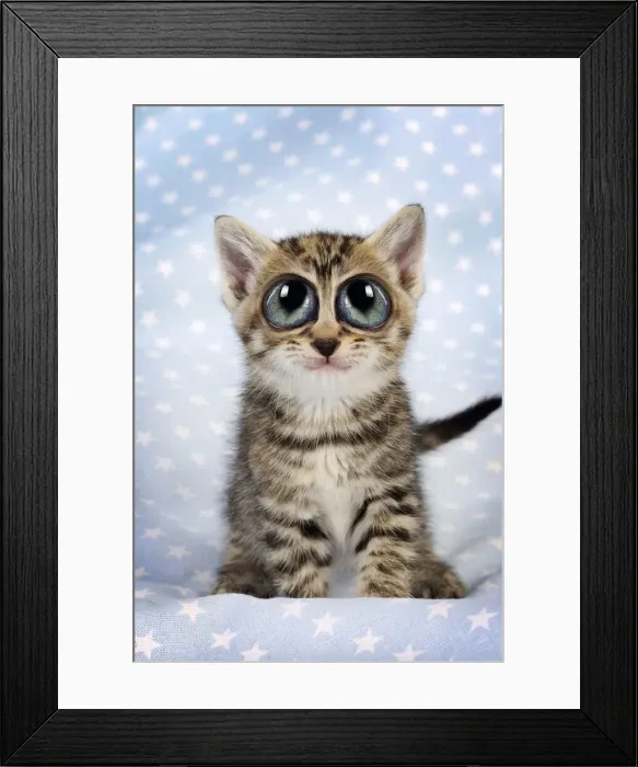 Framed Print : 13131251. Cat. Tabby Kitten (6 weeks old) with big eyes, smiling, on star background Date Framed Print : 13131251. Cat. Tabby Kitten (6 weeks old) with big eyes, smiling, on star background Date
