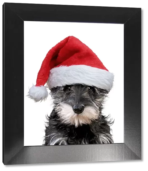 13131254. Schnauzer Dog, puppy wearing Christmas hat Date