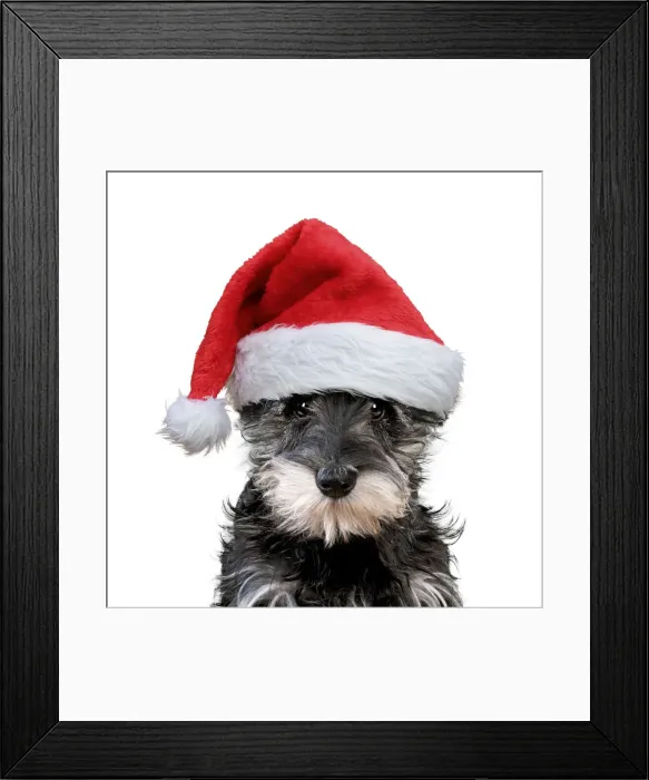 Framed Print : 13131254. Schnauzer Dog, puppy wearing Christmas hat Date Framed Print : 13131254. Schnauzer Dog, puppy wearing Christmas hat Date