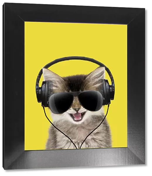 13131256. Tabby Cat, kitten wearing headphones