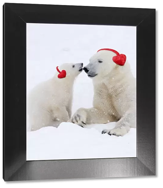 13131257. Polar Bears in snow adult and cub wearing heart-shaped earmuffs Date