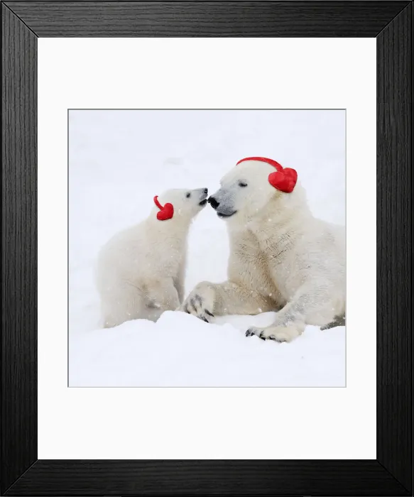 Framed Print : 13131257. Polar Bears in snow adult and cub wearing heart-shaped earmuffs Date Framed Print : 13131257. Polar Bears in snow adult and cub wearing heart-shaped earmuffs Date