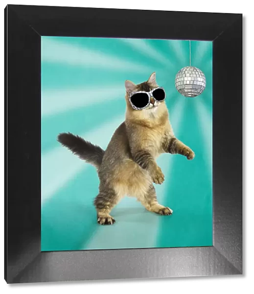 13131255. CAT - Tiffanie cat jumping and dancing wearing sunglasses with disco ball Date