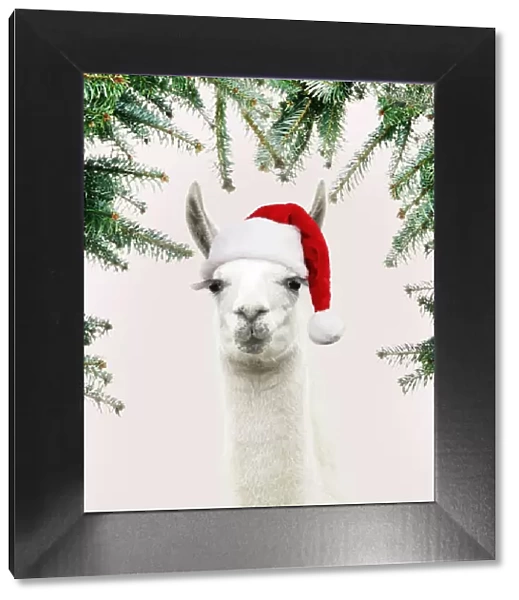 13131258. Llama with big eye lashes wearing Christmas hat Date