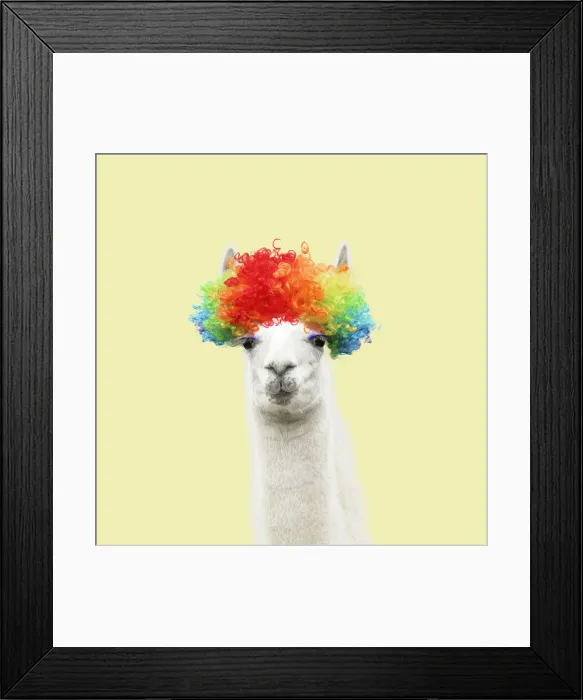 Framed Print : 13131260. Llama with big eye lashes wearing raindow coloured wig Date Framed Print : 13131260. Llama with big eye lashes wearing raindow coloured wig Date