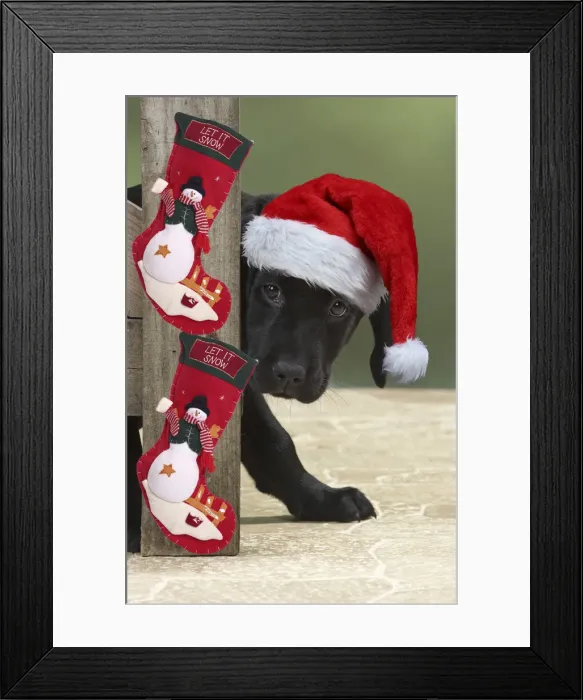 Framed Print : 13131261. DOG. Black Labarador puppy looking around a gate, Framed Print : 13131261. DOG. Black Labarador puppy looking around a gate,