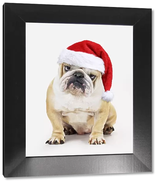 13131262. Bulldog, wearing Christmas hat Date