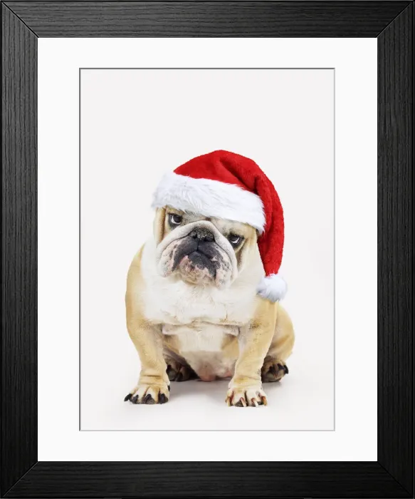 Framed Print : 13131262. Bulldog, wearing Christmas hat Date Framed Print : 13131262. Bulldog, wearing Christmas hat Date