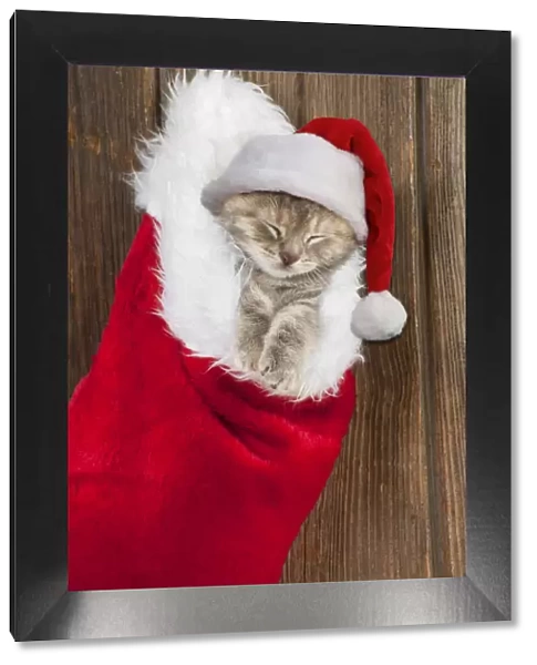 13131264. CAT - Kitten (6 weeks) asleep in christmas stocking wearing Christmas hat Date