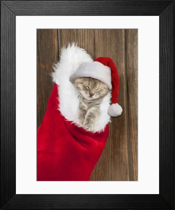 Framed Print : 13131264. CAT - Kitten (6 weeks) asleep in christmas stocking wearing Christmas hat Date Framed Print : 13131264. CAT - Kitten (6 weeks) asleep in christmas stocking wearing Christmas hat Date