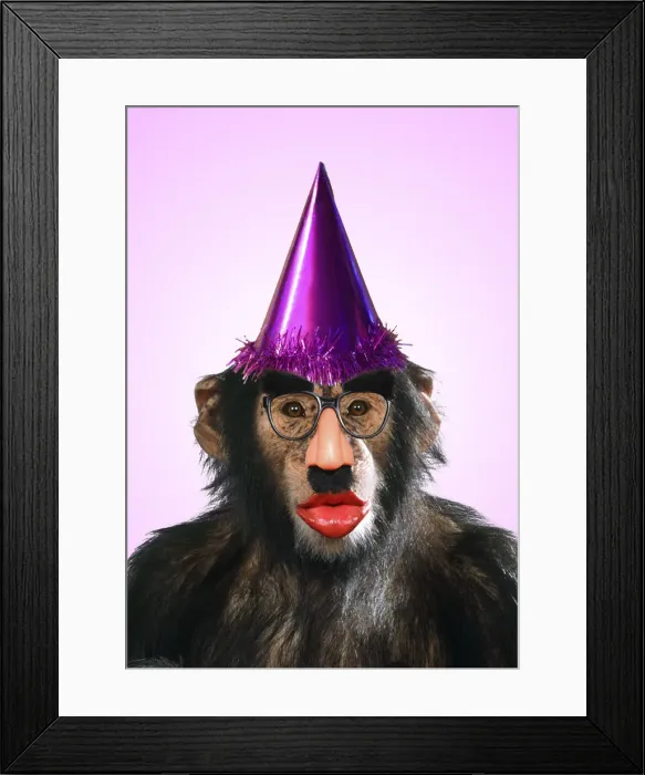 Framed Print : 13131263. Chimpanzee - showing lips kissing wearing false nose Groucho glasses Framed Print : 13131263. Chimpanzee - showing lips kissing wearing false nose Groucho glasses
