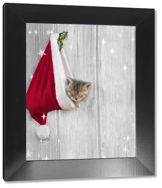 13131265. CAT - Kitten (6 weeks) asleep in christmas hat Date