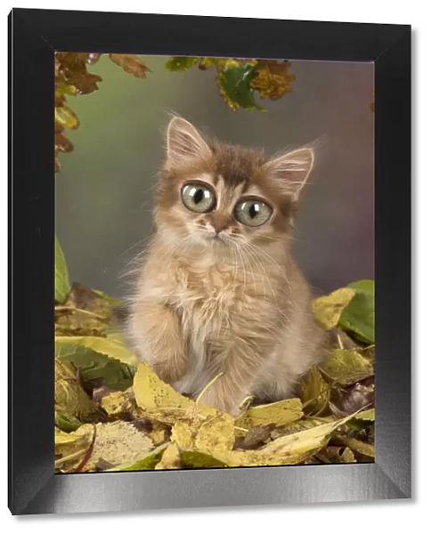 13131267. Somali Cat, kitten with large eyes in autumn leaves (about 9 weeks old) Date