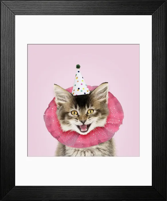 Framed Print : 13131266. CAT. Tabby kitten wearing clown ruff Framed Print : 13131266. CAT. Tabby kitten wearing clown ruff