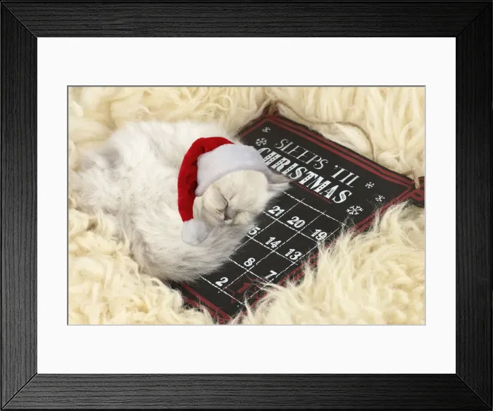 Framed Print : 13131268. CAT. Teddy Bear kitten, blue cream colour point X breed Framed Print : 13131268. CAT. Teddy Bear kitten, blue cream colour point X breed