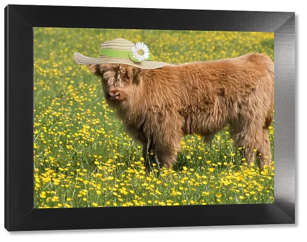 13131270. Highland Cattle, wearing straw hat Date