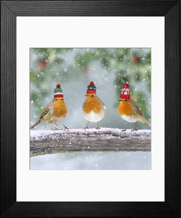 Framed Print : 13131269. Robins with Christmas bobble hats on branch in winter snow Date
