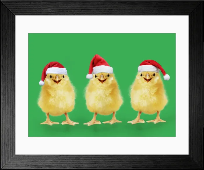 Framed Print : 13131273. Chicken, Chick wearing Christmas hat, smiling, laughing, cool chick Date Framed Print : 13131273. Chicken, Chick wearing Christmas hat, smiling, laughing, cool chick Date