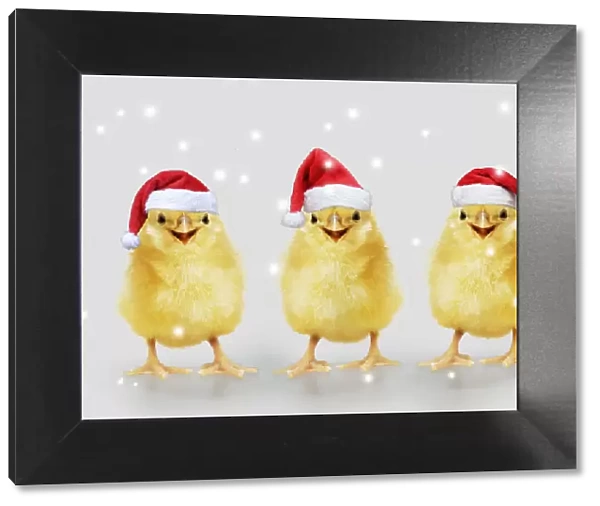 13131274. Chicken, Chick wearing Christmas hat, smiling, laughing, cool chick Date