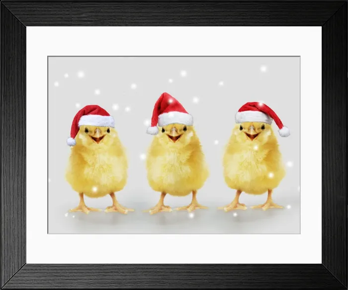 Framed Print : 13131274. Chicken, Chick wearing Christmas hat, smiling, laughing, cool chick Date Framed Print : 13131274. Chicken, Chick wearing Christmas hat, smiling, laughing, cool chick Date
