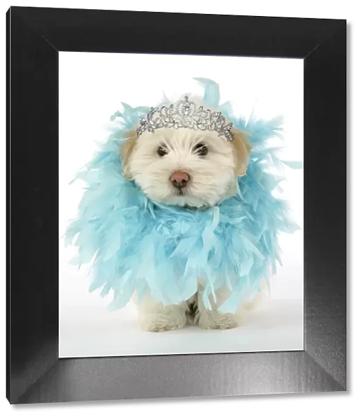 13131275. DOG. Coton de Tulear puppy ( 8 wks old ) wearing a feather boa and tiara Date