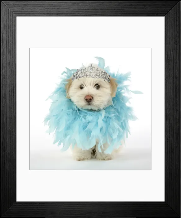 Framed Print : 13131275. DOG. Coton de Tulear puppy ( 8 wks old ) wearing a feather boa and tiara Date Framed Print : 13131275. DOG. Coton de Tulear puppy ( 8 wks old ) wearing a feather boa and tiara Date