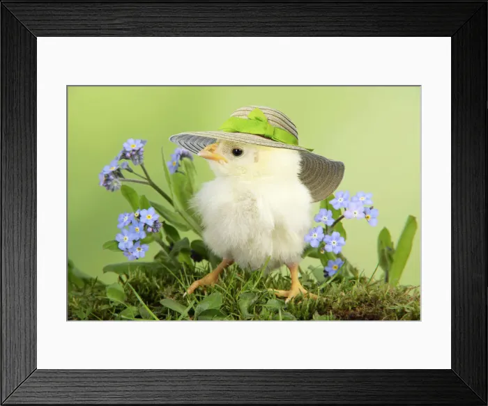 Framed Print : 13131277. Chicken, chick wearing straw hat Date Framed Print : 13131277. Chicken, chick wearing straw hat Date