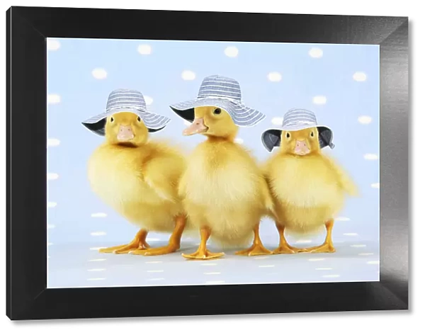 13131278. Ducklings, on blue spotted background wearing hats Date