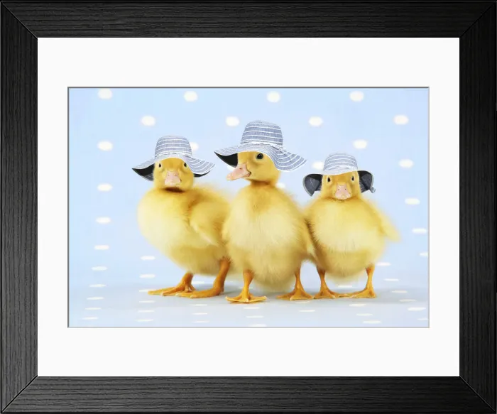Framed Print : 13131278. Ducklings, on blue spotted background wearing hats Date Framed Print : 13131278. Ducklings, on blue spotted background wearing hats Date