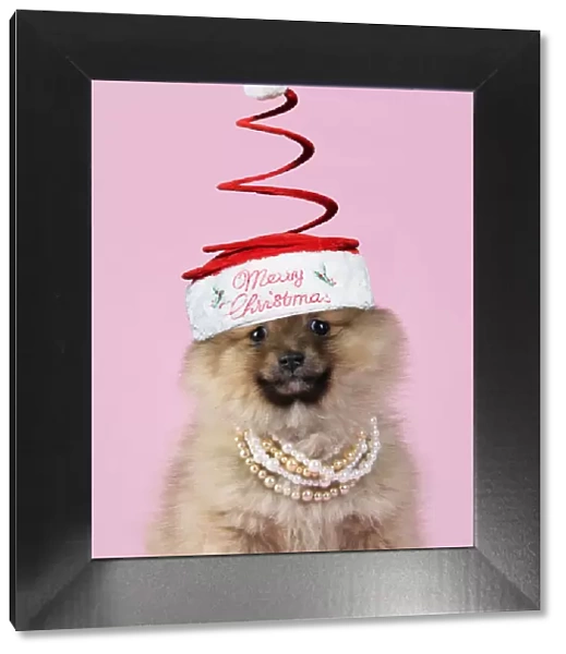 13131280. Dog. Pomeranian puppy (10 weeks old) wearing tiara necklace