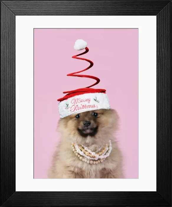 Framed Print : 13131280. Dog. Pomeranian puppy (10 weeks old) wearing tiara necklace Framed Print : 13131280. Dog. Pomeranian puppy (10 weeks old) wearing tiara necklace