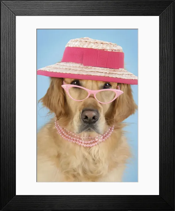 Framed Print : 13131279. Golden Retriever Dog - wearing glasses, necklace and hat Date