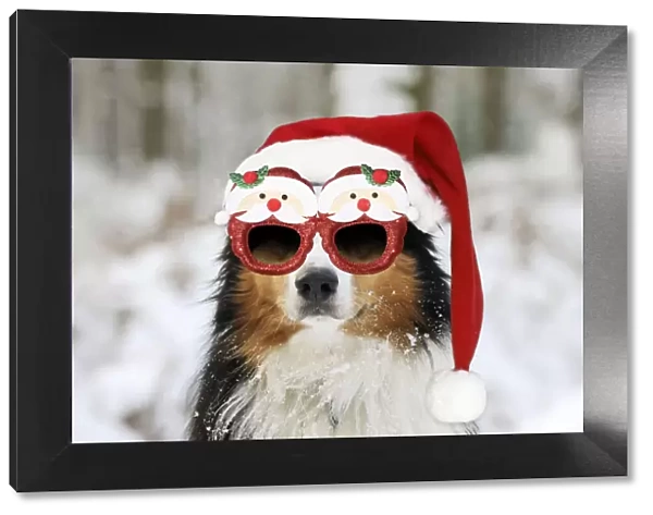 13131282. Australian shepherd Dog, wearing Christmas hat and glasses in winter snow Date