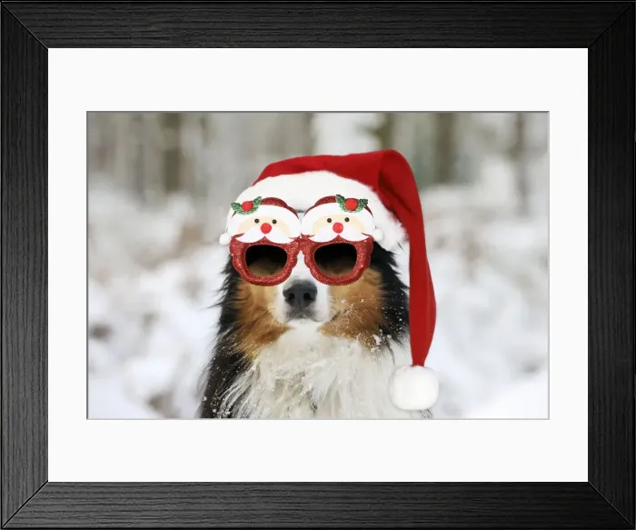 Framed Print : 13131282. Australian shepherd Dog, wearing Christmas hat and glasses in winter snow Date Framed Print : 13131282. Australian shepherd Dog, wearing Christmas hat and glasses in winter snow Date