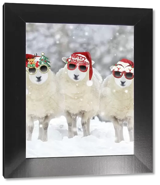 13131283. Texel Sheep, ewes in snow wearing Christmas hats and glasses Date