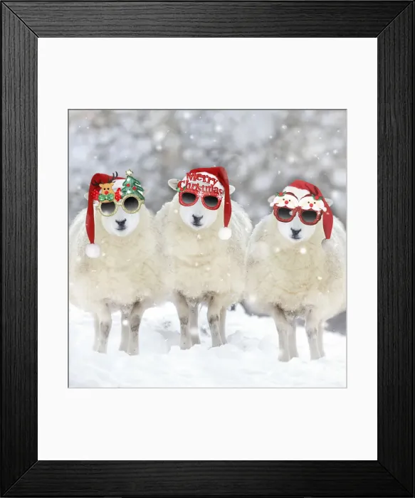 Framed Print : 13131283. Texel Sheep, ewes in snow wearing Christmas hats and glasses Date Framed Print : 13131283. Texel Sheep, ewes in snow wearing Christmas hats and glasses Date
