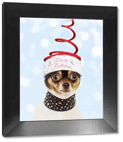 13131284. Chihuahua Dog, wearing large studded collar and Christmas hat Date