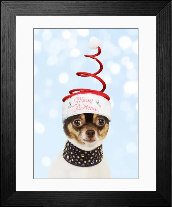 Framed Print : 13131284. Chihuahua Dog, wearing large studded collar and Christmas hat Date Framed Print : 13131284. Chihuahua Dog, wearing large studded collar and Christmas hat Date