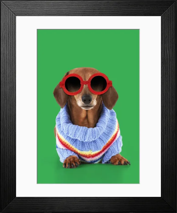 Framed Print : 13131285. Miniature Short Haired Dachshund Dog, wearing jumper and sunglasses Date Framed Print : 13131285. Miniature Short Haired Dachshund Dog, wearing jumper and sunglasses Date