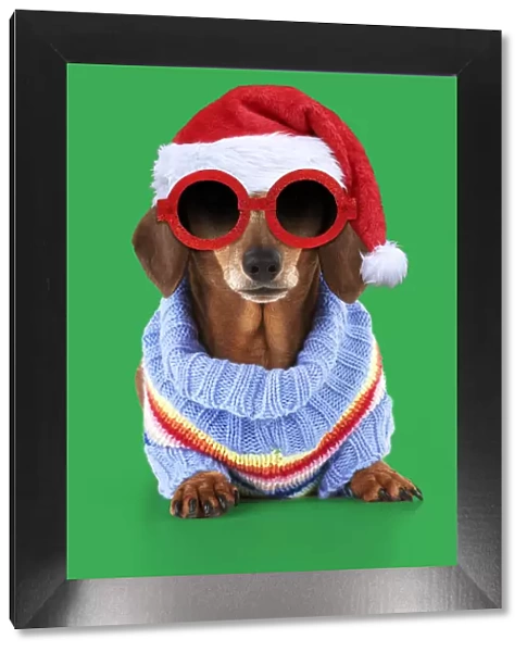 13131286. Miniature Short Haired Dachshund Dog, wearing jumper and sunglasses Date