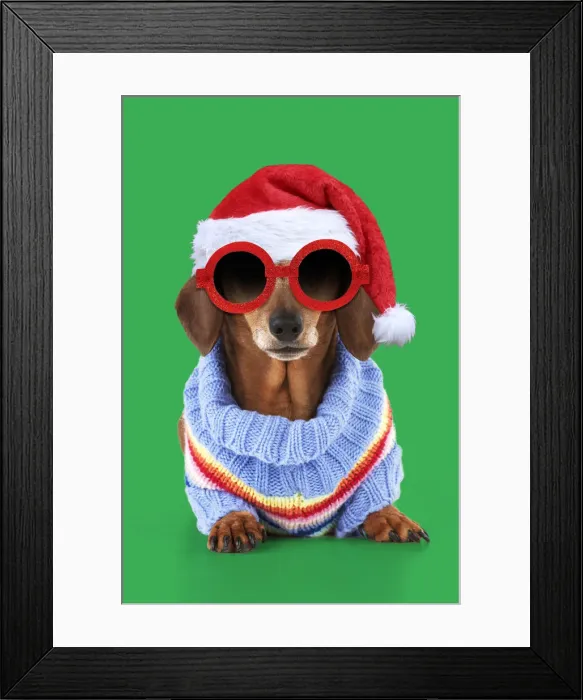Framed Print : 13131286. Miniature Short Haired Dachshund Dog, wearing jumper and sunglasses Date Framed Print : 13131286. Miniature Short Haired Dachshund Dog, wearing jumper and sunglasses Date