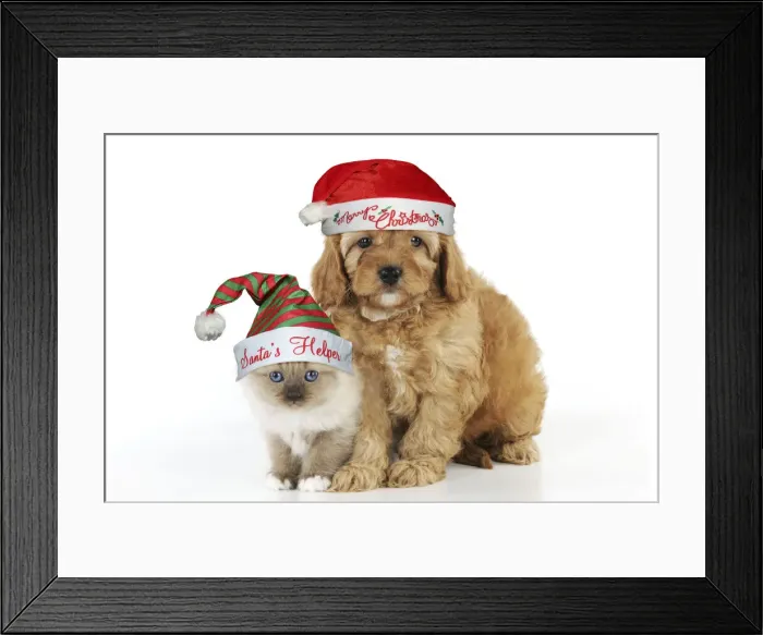 Framed Print : 13131281. Cockerpoo Framed Print : 13131281. Cockerpoo