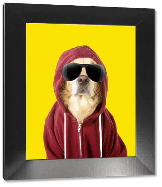 13131288. DOG - Golden Retriever in a Hoodie wearing sunglasses Date