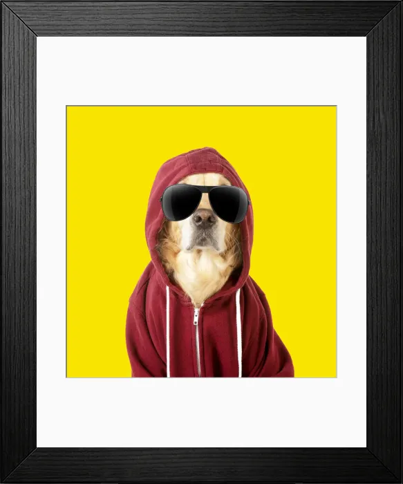 Framed Print : 13131288. DOG - Golden Retriever in a Hoodie wearing sunglasses Date Framed Print : 13131288. DOG - Golden Retriever in a Hoodie wearing sunglasses Date