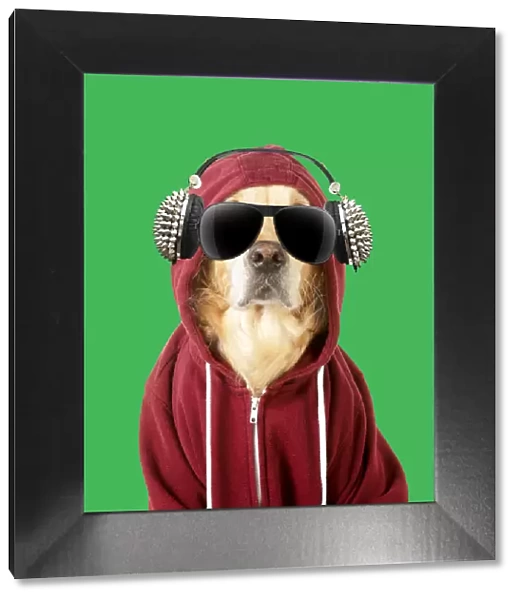 13131289. DOG - Golden Retriever in a Hoodie with sunglasses and headphones Date