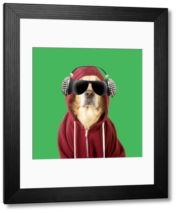 Framed Print : 13131289. DOG - Golden Retriever in a Hoodie with sunglasses and headphones Date Framed Print : 13131289. DOG - Golden Retriever in a Hoodie with sunglasses and headphones Date