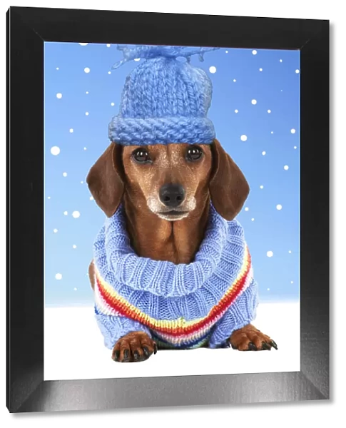 13131287. Dog - Miniature Short Haired Dachshund - wearing jumper Date