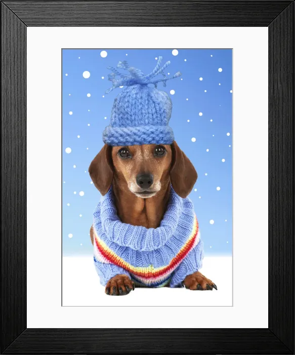 Framed Print : 13131287. Dog - Miniature Short Haired Dachshund - wearing jumper Date Framed Print : 13131287. Dog - Miniature Short Haired Dachshund - wearing jumper Date